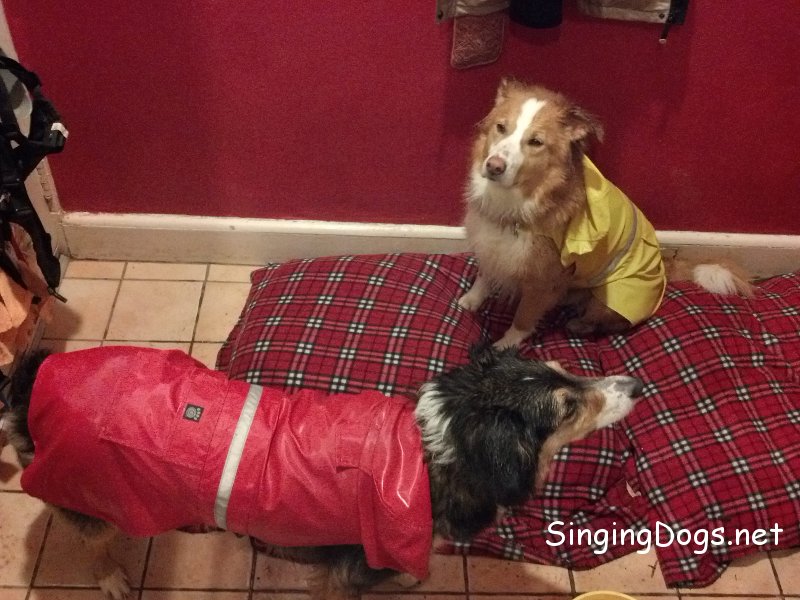 dog raincoats